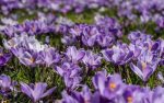 Crocuses herald an end to Polio